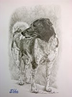Gråhund/wachtelhund