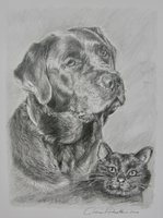 Labrador och katt