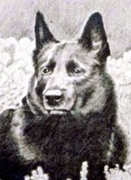 Norsk älghund, svart